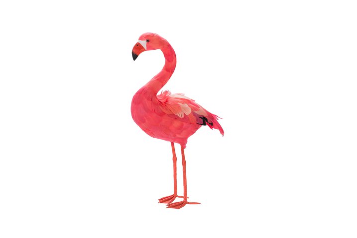 Sunshine State, Flamingo, stehend, S, hot orange