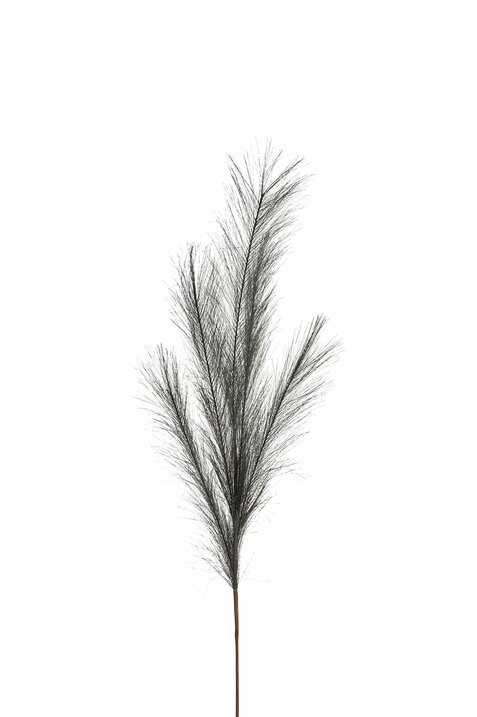 Pampas, deco branch, L85cm, anthracite