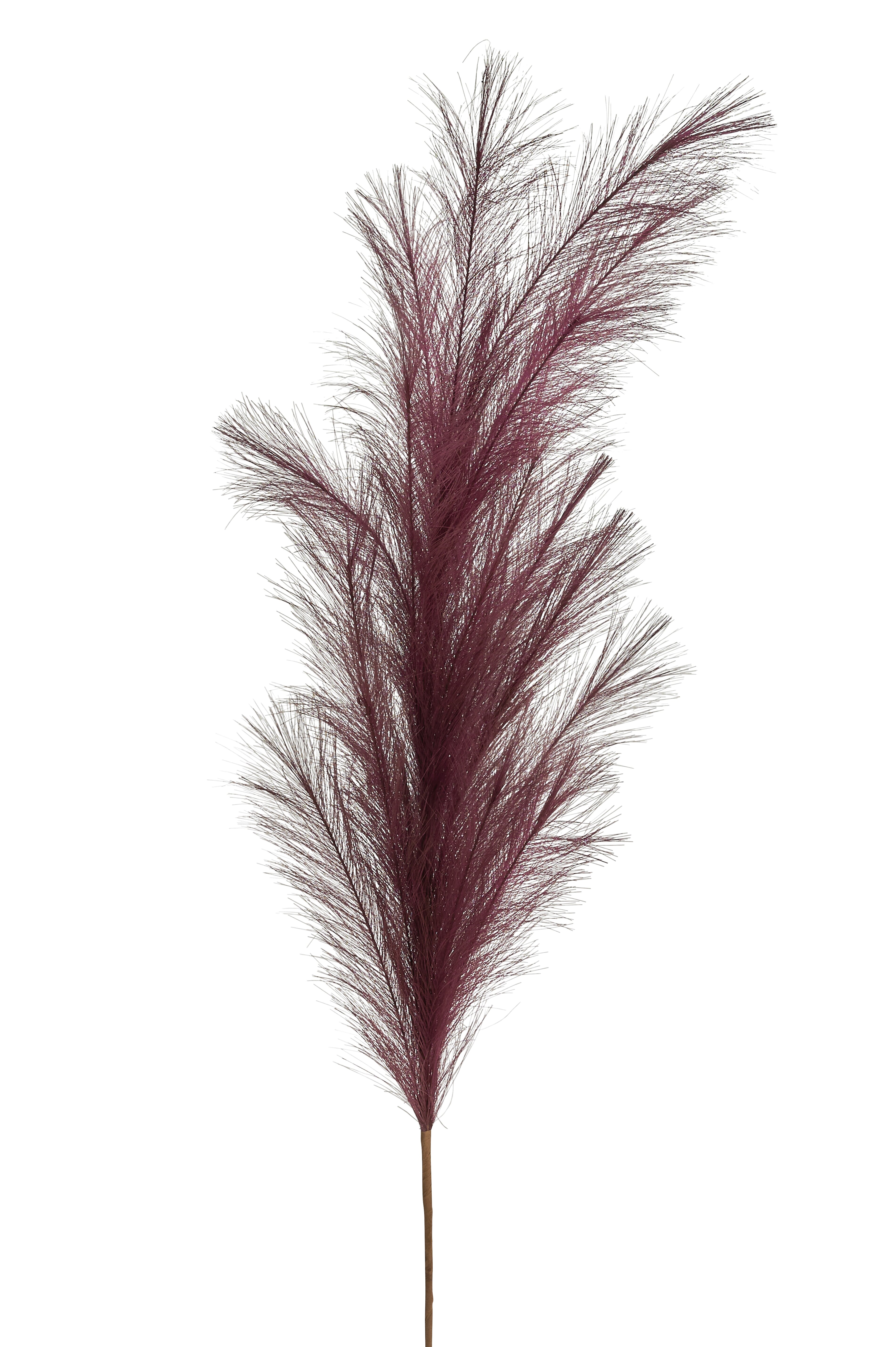 Pampas, Deko-Zweig, L135cm, pflaume