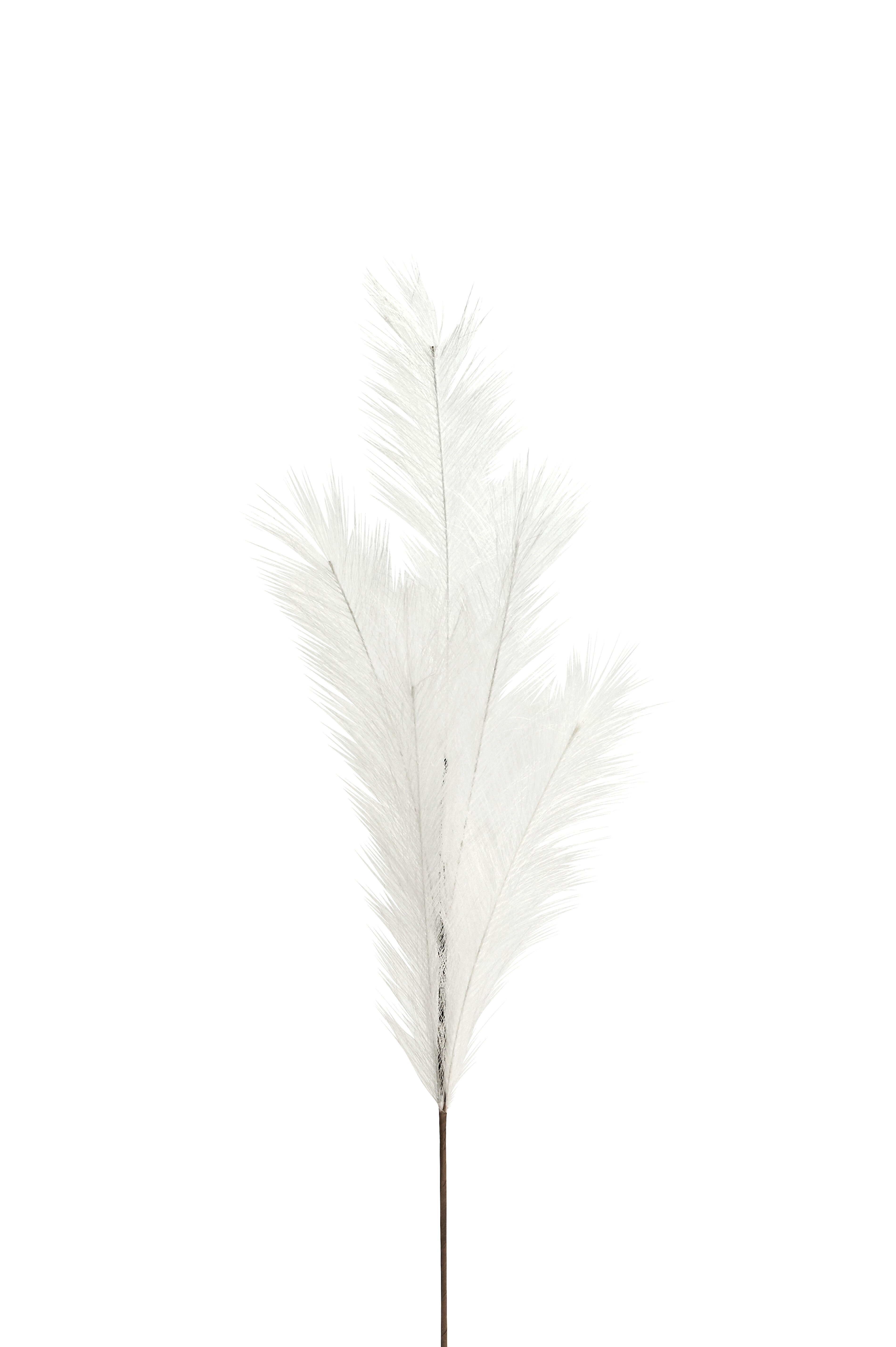 Pampas, Deko-Zweig, L85cm, weiß
